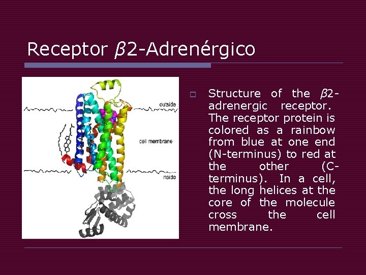 Receptor β 2 -Adrenérgico o Structure of the β 2 adrenergic receptor. The receptor Receptor β 2 -Adrenérgico o Structure of the β 2 adrenergic receptor. The receptor