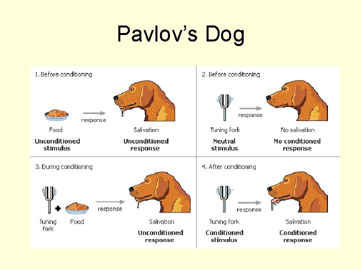 Pavlov’s Dog 