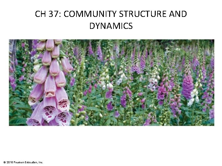 CH 37: COMMUNITY STRUCTURE AND DYNAMICS © 2015 Pearson Education, Inc. CH 37: COMMUNITY STRUCTURE AND DYNAMICS © 2015 Pearson Education, Inc.