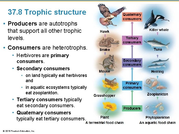 37. 8 Trophic structure • Producers are autotrophs that support all other trophic levels. 37. 8 Trophic structure • Producers are autotrophs that support all other trophic levels.