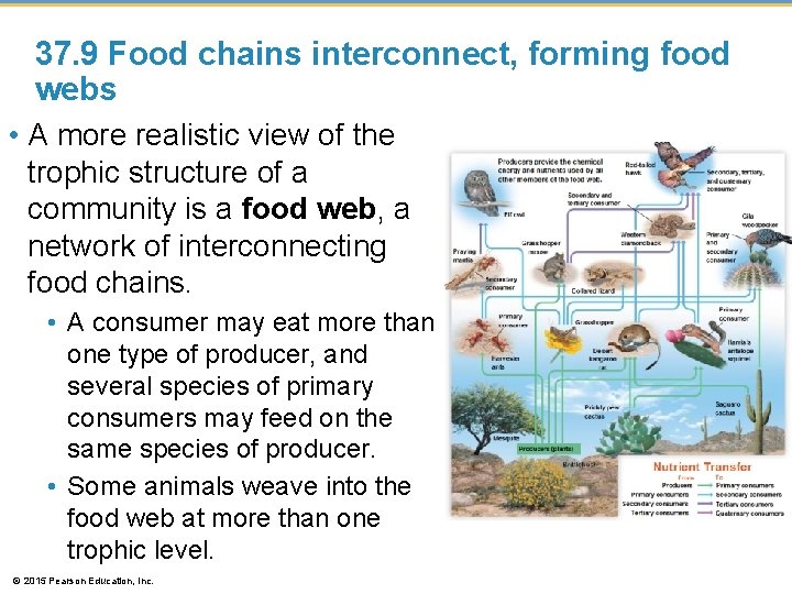 37. 9 Food chains interconnect, forming food webs • A more realistic view of 37. 9 Food chains interconnect, forming food webs • A more realistic view of