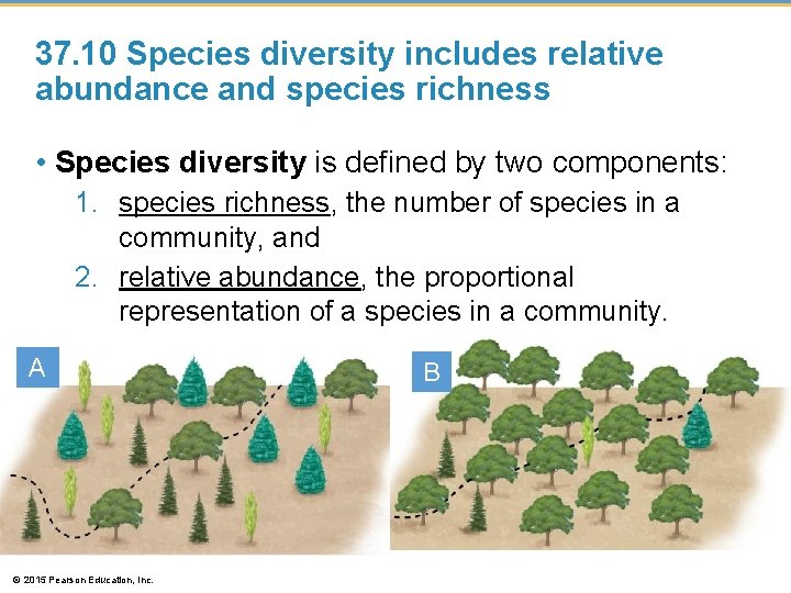 37. 10 Species diversity includes relative abundance and species richness • Species diversity is 37. 10 Species diversity includes relative abundance and species richness • Species diversity is