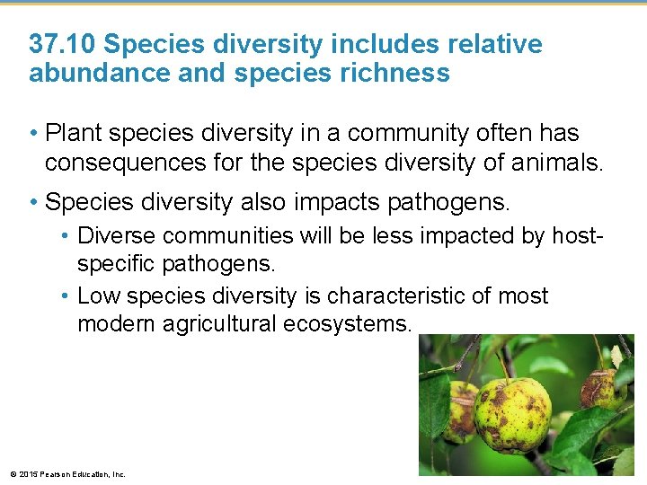 37. 10 Species diversity includes relative abundance and species richness • Plant species diversity 37. 10 Species diversity includes relative abundance and species richness • Plant species diversity