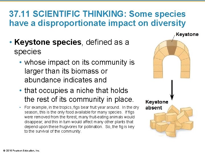 37. 11 SCIENTIFIC THINKING: Some species have a disproportionate impact on diversity • Keystone 37. 11 SCIENTIFIC THINKING: Some species have a disproportionate impact on diversity • Keystone