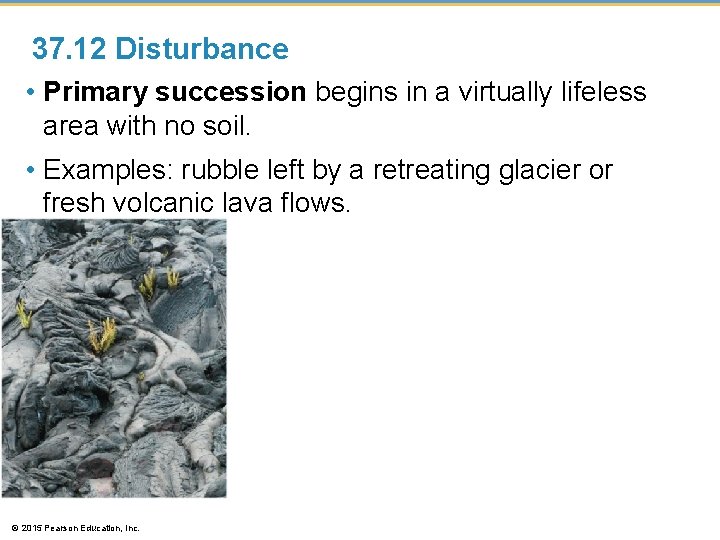37. 12 Disturbance • Primary succession begins in a virtually lifeless area with no 37. 12 Disturbance • Primary succession begins in a virtually lifeless area with no