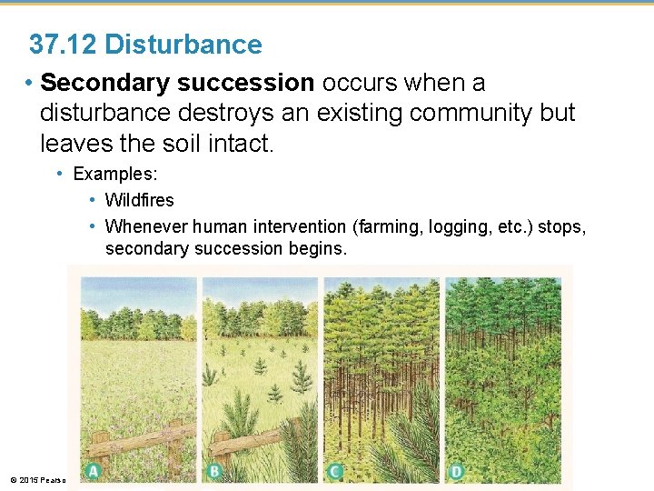 37. 12 Disturbance • Secondary succession occurs when a disturbance destroys an existing community 37. 12 Disturbance • Secondary succession occurs when a disturbance destroys an existing community