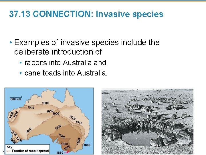 37. 13 CONNECTION: Invasive species • Examples of invasive species include the deliberate introduction 37. 13 CONNECTION: Invasive species • Examples of invasive species include the deliberate introduction