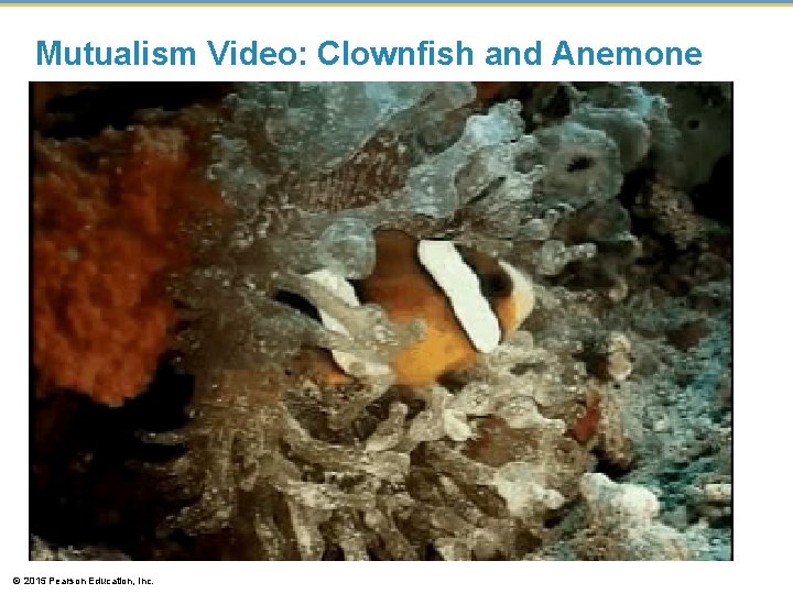 Mutualism Video: Clownfish and Anemone © 2015 Pearson Education, Inc. Mutualism Video: Clownfish and Anemone © 2015 Pearson Education, Inc.