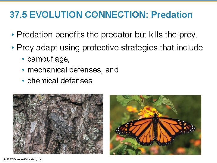 37. 5 EVOLUTION CONNECTION: Predation • Predation benefits the predator but kills the prey. 37. 5 EVOLUTION CONNECTION: Predation • Predation benefits the predator but kills the prey.