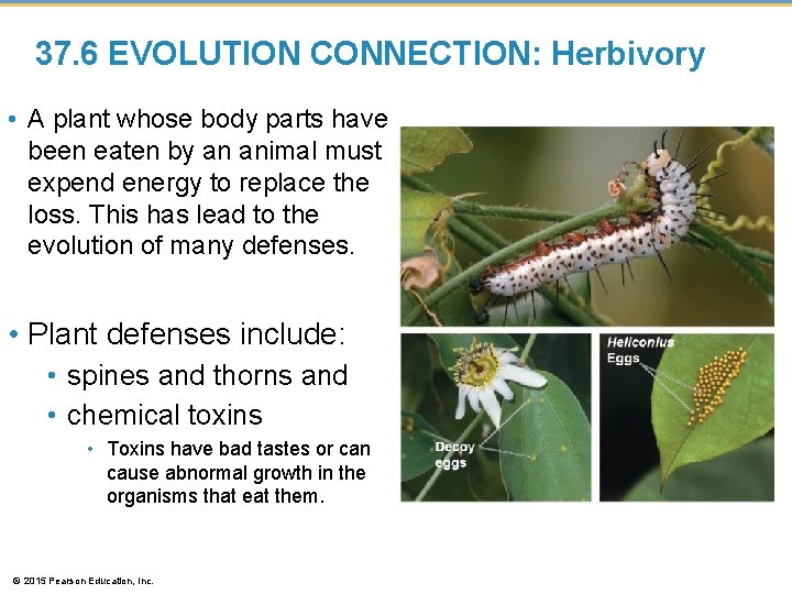 37. 6 EVOLUTION CONNECTION: Herbivory • A plant whose body parts have been eaten 37. 6 EVOLUTION CONNECTION: Herbivory • A plant whose body parts have been eaten