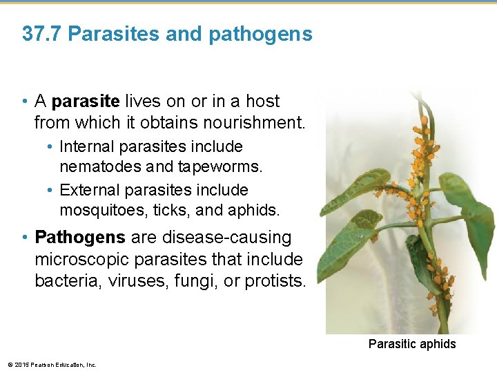 37. 7 Parasites and pathogens • A parasite lives on or in a host 37. 7 Parasites and pathogens • A parasite lives on or in a host