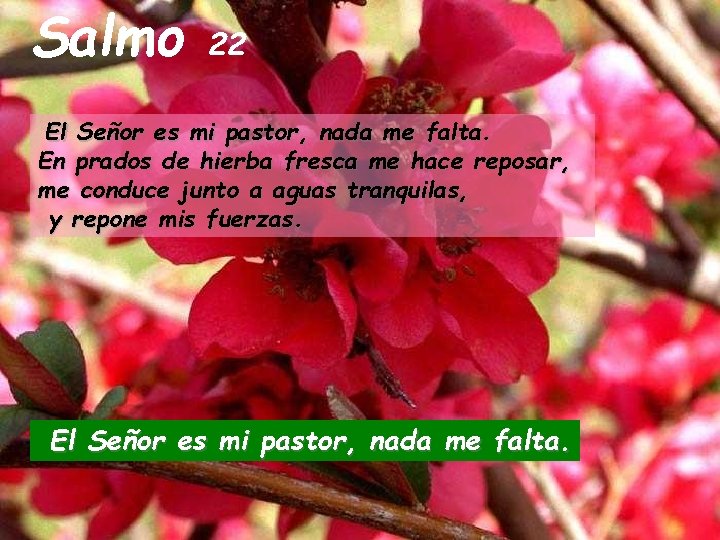 Salmo 22 El Señor es mi pastor, nada me falta. En prados de hierba