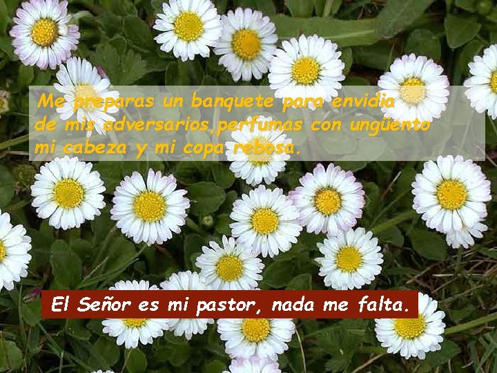 Me preparas un banquete para envidia de mis adversarios, perfumas con ungüento mi cabeza Me preparas un banquete para envidia de mis adversarios, perfumas con ungüento mi cabeza