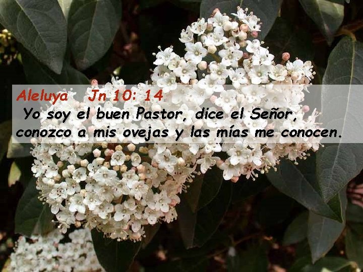 Aleluya Jn 10: 14 Yo soy el buen Pastor, dice el Señor, conozco a