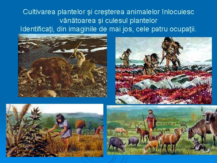 Cultivarea plantelor şi creşterea animalelor înlocuiesc vânătoarea şi culesul plantelor Identificaţi, din imaginile de