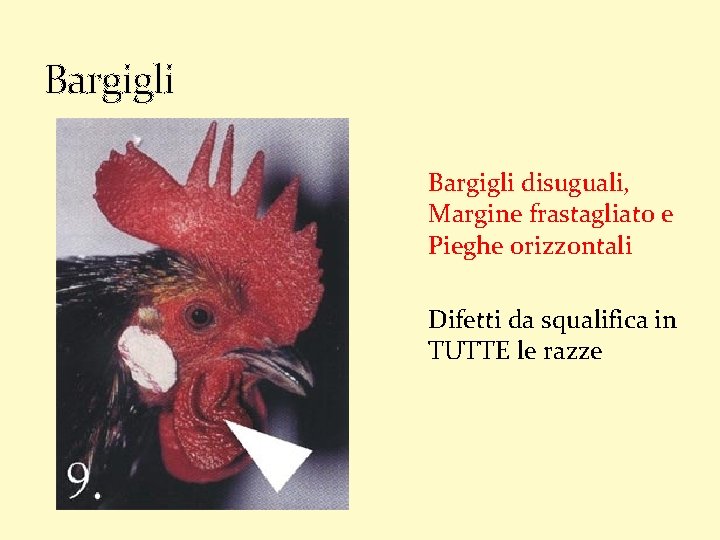 Bargigli disuguali, Margine frastagliato e Pieghe orizzontali Difetti da squalifica in TUTTE le razze