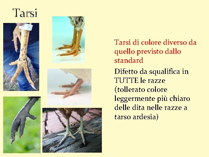 Tarsi di colore diverso da quello previsto dallo standard Difetto da squalifica in TUTTE