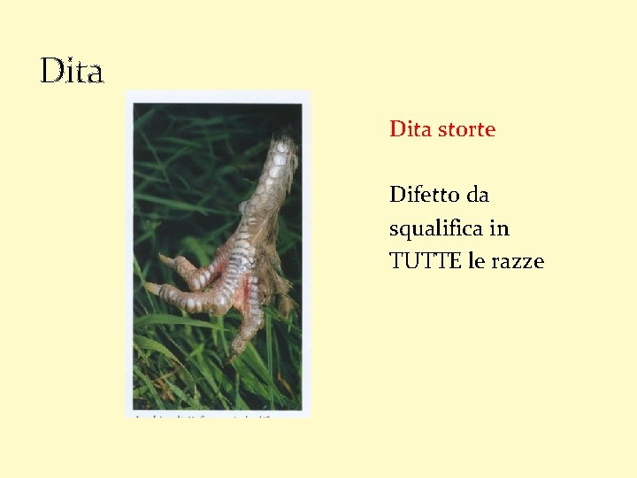 Dita storte Difetto da squalifica in TUTTE le razze 