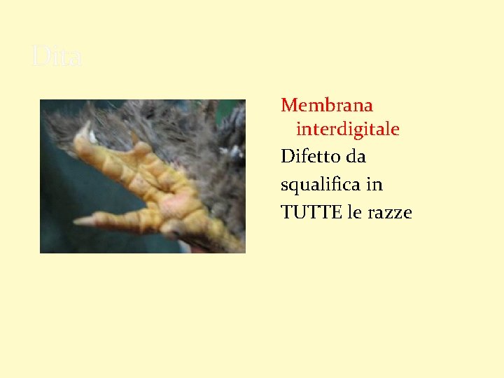 Dita Membrana interdigitale Difetto da squalifica in TUTTE le razze 