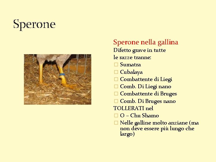 Sperone nella gallina Difetto grave in tutte le razze tranne: � Sumatra � Cubalaya