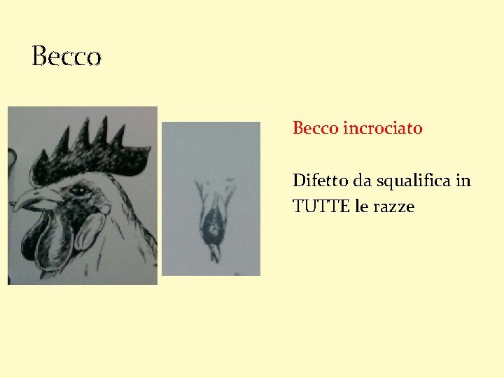 Becco incrociato Difetto da squalifica in TUTTE le razze 