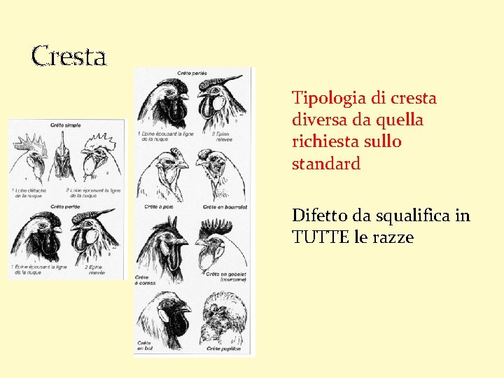 Cresta Tipologia di cresta diversa da quella richiesta sullo standard Difetto da squalifica in