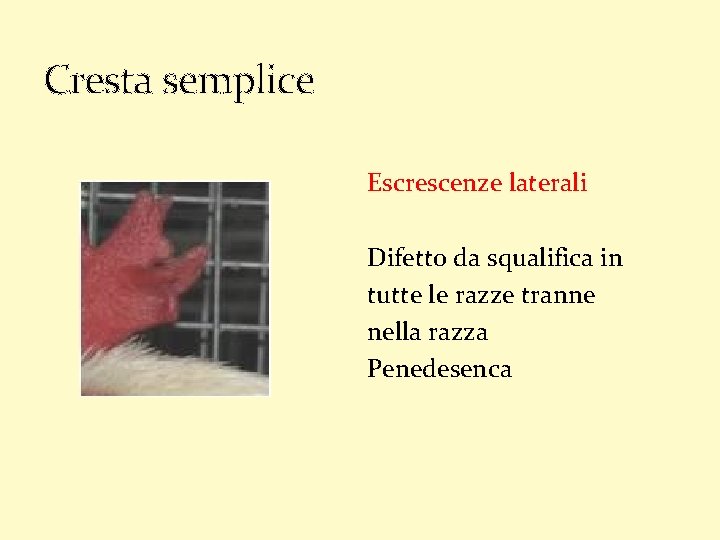 Cresta semplice Escrescenze laterali Difetto da squalifica in tutte le razze tranne nella razza