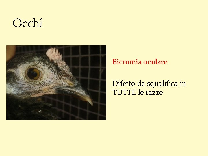 Occhi Bicromia oculare Difetto da squalifica in TUTTE le razze 