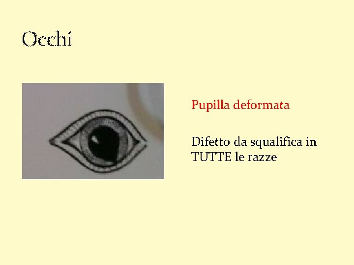 Occhi Pupilla deformata Difetto da squalifica in TUTTE le razze 