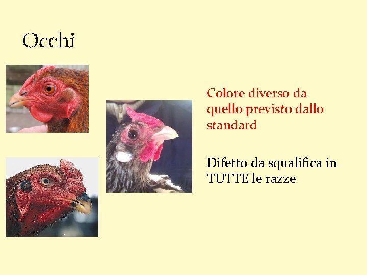 Occhi Colore diverso da quello previsto dallo standard Difetto da squalifica in TUTTE le