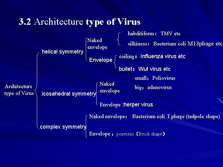 3. 2 Architecture type of Virus habditiform：TMV etc helical symmetry Naked envelope Envelope silkiness：Bacterium