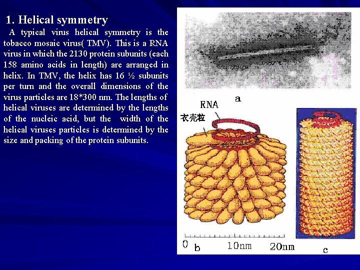  1. Helical symmetry A typical virus helical symmetry is the tobacco mosaic virus(