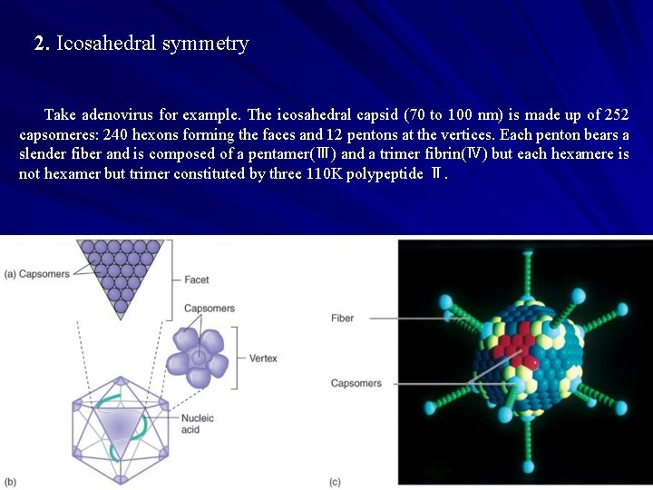 2. Icosahedral symmetry Take adenovirus for example. The icosahedral capsid (70 to 100 nm)