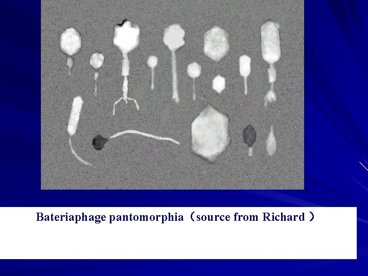 Bateriaphage pantomorphia（source from Richard ） 