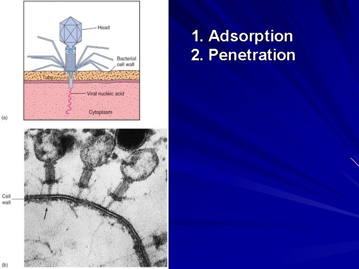 1. Adsorption 2. Penetration 