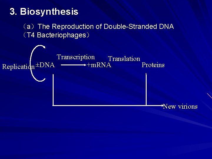 3. Biosynthesis （a）The Reproduction of Double-Stranded DNA （T 4 Bacteriophages） Transcription Translation +m. RNA