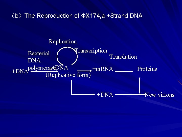 （b）The Reproduction of ФX 174, a +Strand DNA Replication Transcription Bacterial Translation DNA ±DNA