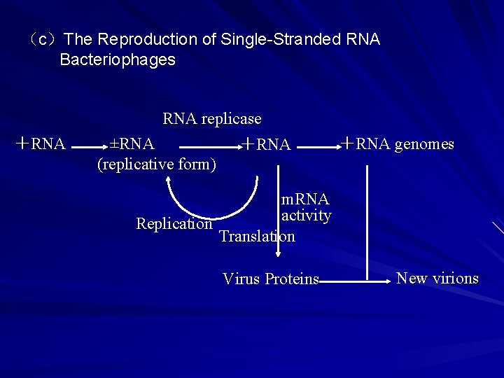 （c）The Reproduction of Single-Stranded RNA Bacteriophages RNA replicase ＋RNA ±RNA (replicative form) ＋RNA genomes