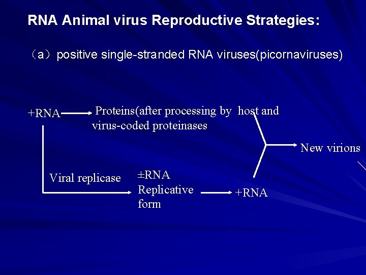RNA Animal virus Reproductive Strategies: （a）positive single-stranded RNA viruses(picornaviruses) +RNA Proteins(after processing by host