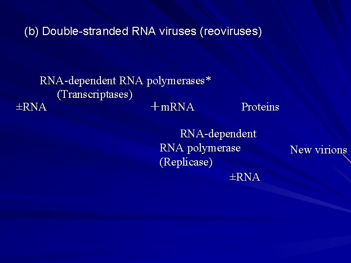 (b) Double-stranded RNA viruses (reoviruses) RNA-dependent RNA polymerases* (Transcriptases) ±RNA ＋m. RNA Proteins RNA-dependent
