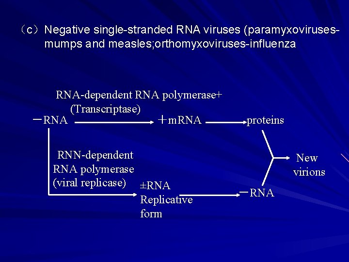 （c）Negative single-stranded RNA viruses (paramyxovirusesmumps and measles; orthomyxoviruses-influenza RNA-dependent RNA polymerase+ (Transcriptase) －RNA ＋m.