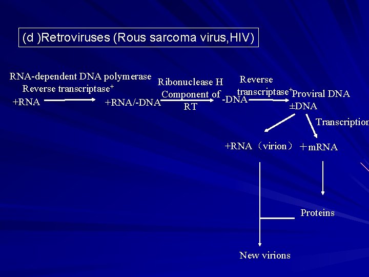 (d )Retroviruses (Rous sarcoma virus, HIV) RNA-dependent DNA polymerase Ribonuclease H Reverse + Reverse