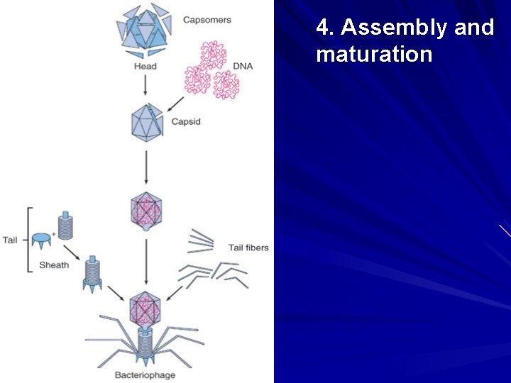4. Assembly and maturation 