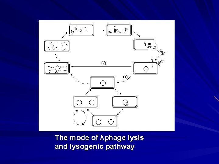 裂解途径 诱导 溶原途径 细胞反复分裂 The mode of λphage lysis and lysogenic pathway 