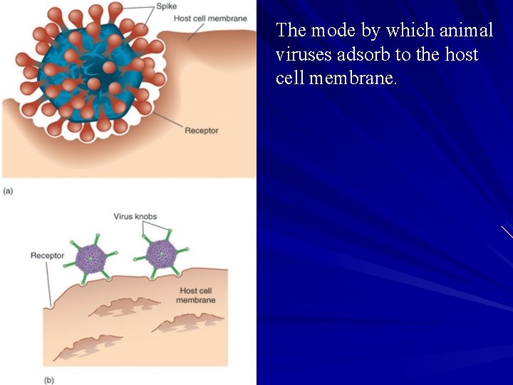 The mode by which animal viruses adsorb to the host cell membrane. 