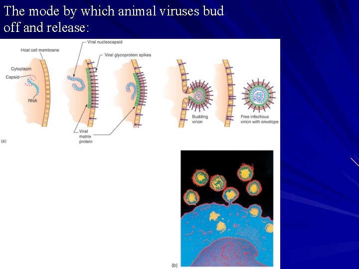 The mode by which animal viruses bud off and release: 