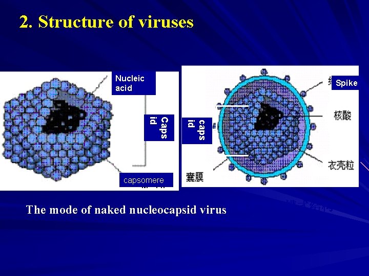 2. Structure of viruses Nucleic acid Spike caps id Caps id capsomere The mode