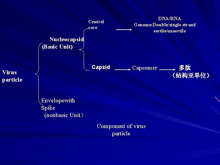 Centrel core DNA/RNA Genome: Double/single strand sectile/unsectile Nucleocapsid (Basic Unit) Capsid Virus particle Capsomer