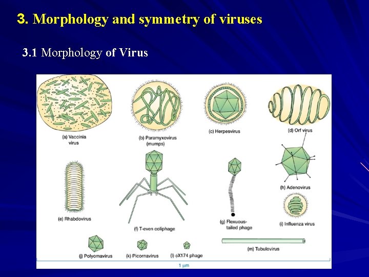 3. Morphology and symmetry of viruses 3. 1 Morphology of Virus 