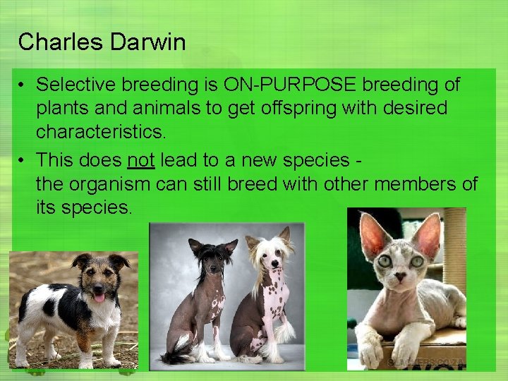 Charles Darwin • Selective breeding is ON-PURPOSE breeding of plants and animals to get